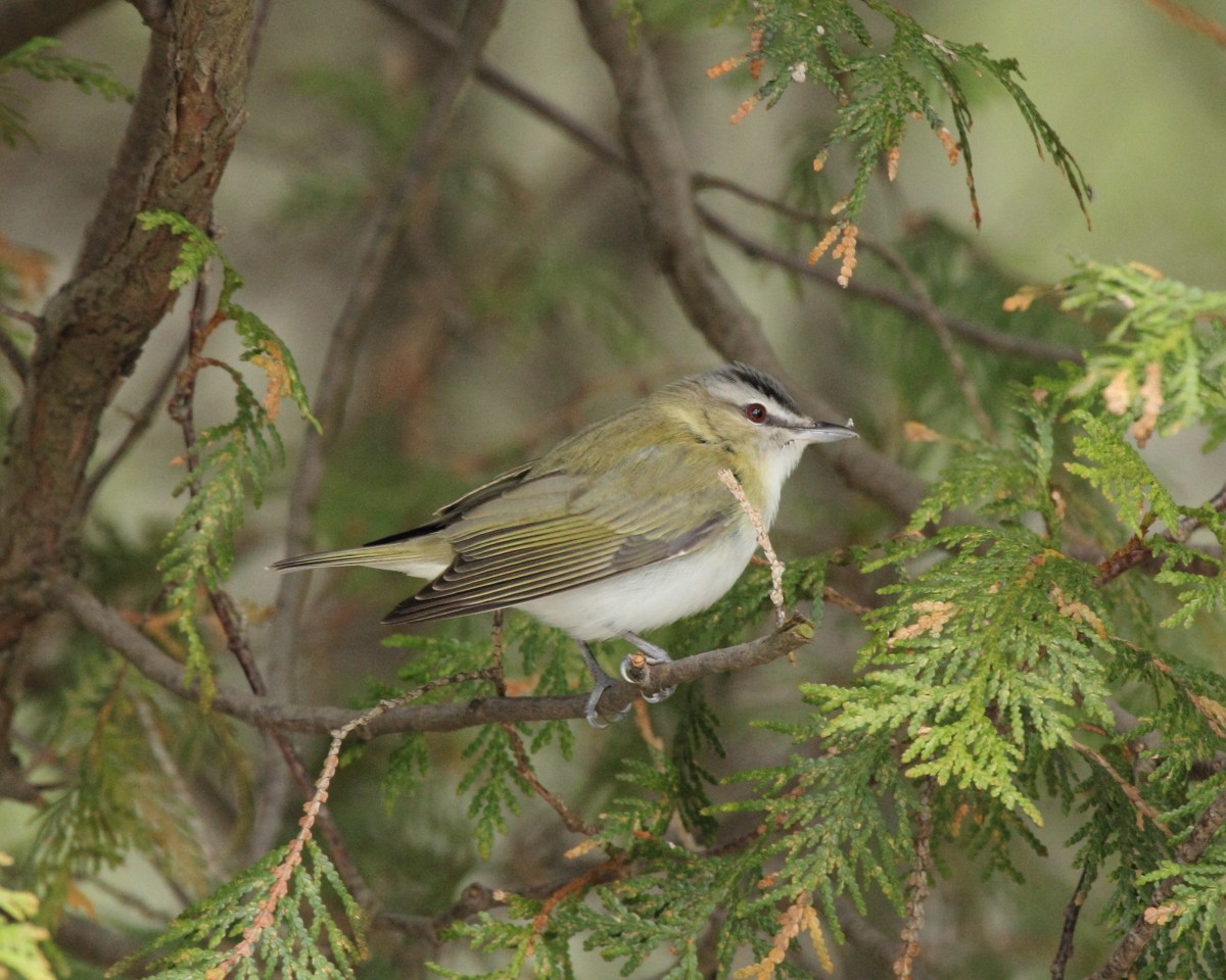 Red-eyed Vireo - Mike V.A. Burrell