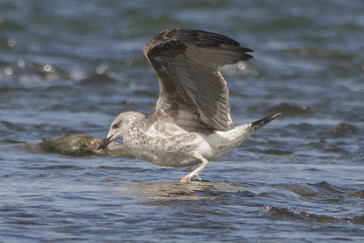 Lesser Black-backed Gull - Lucien Lemay