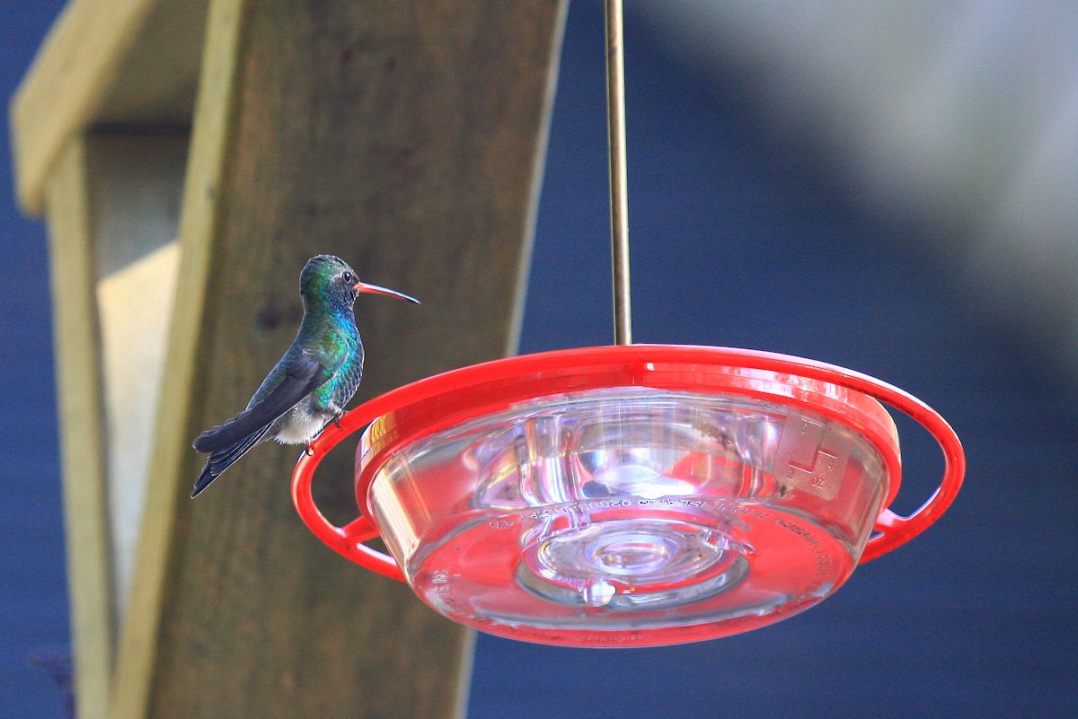 Broad-billed Hummingbird - ML35485131