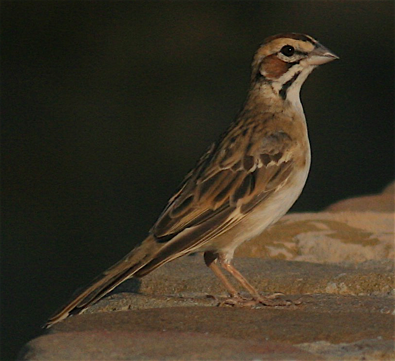 Lark Sparrow - ML354854661