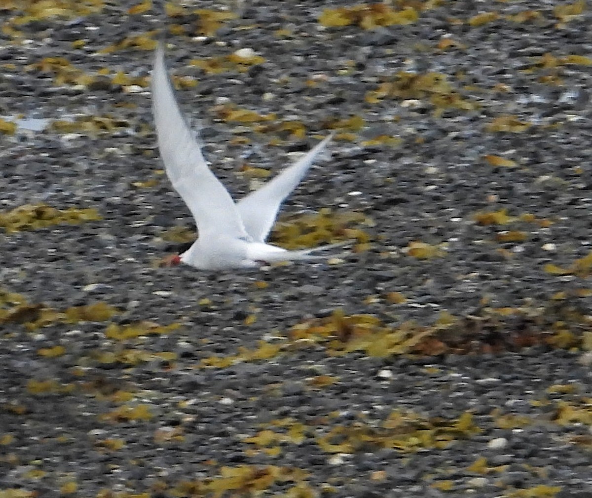 Arctic Tern - Morten Winther Dahl