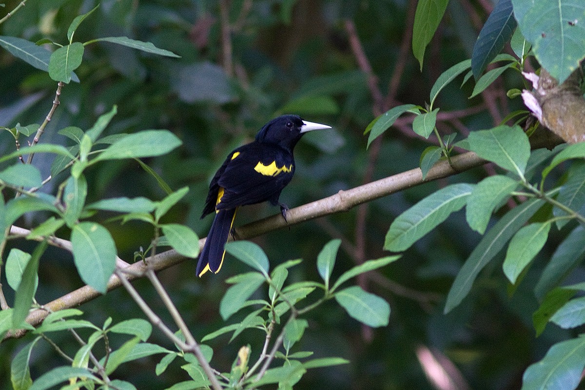Yellow-winged Cacique - ML35485761