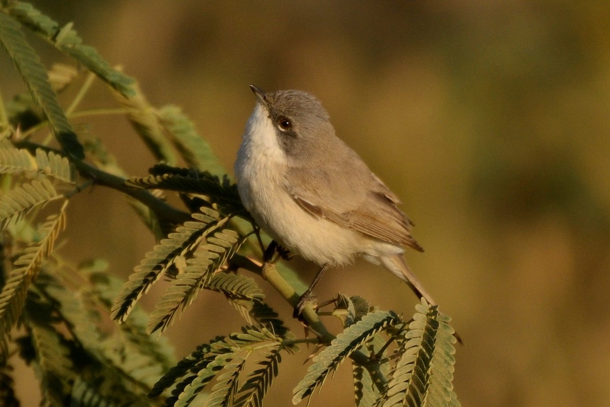 Lesser Whitethroat (Desert) - Abhiram Sankar