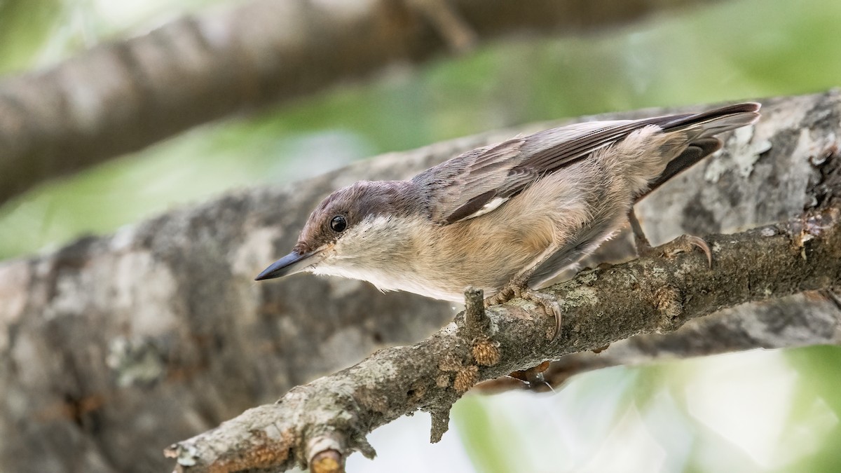 Brown-headed Nuthatch - ML354861411