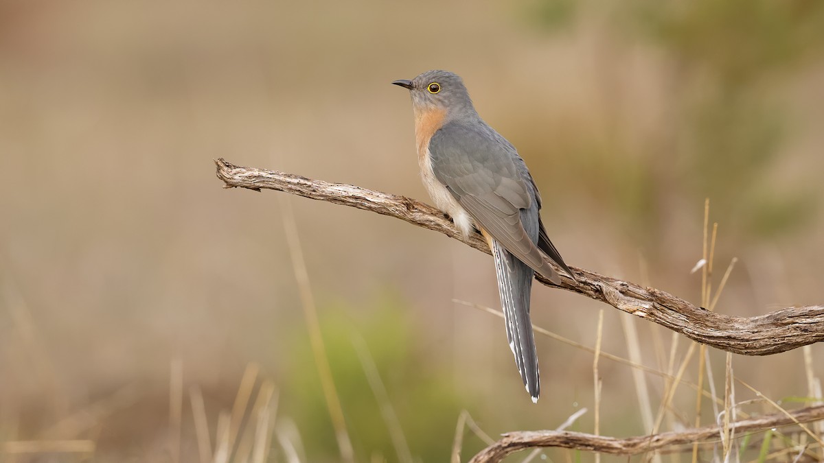 Fan-tailed Cuckoo - Chris Young