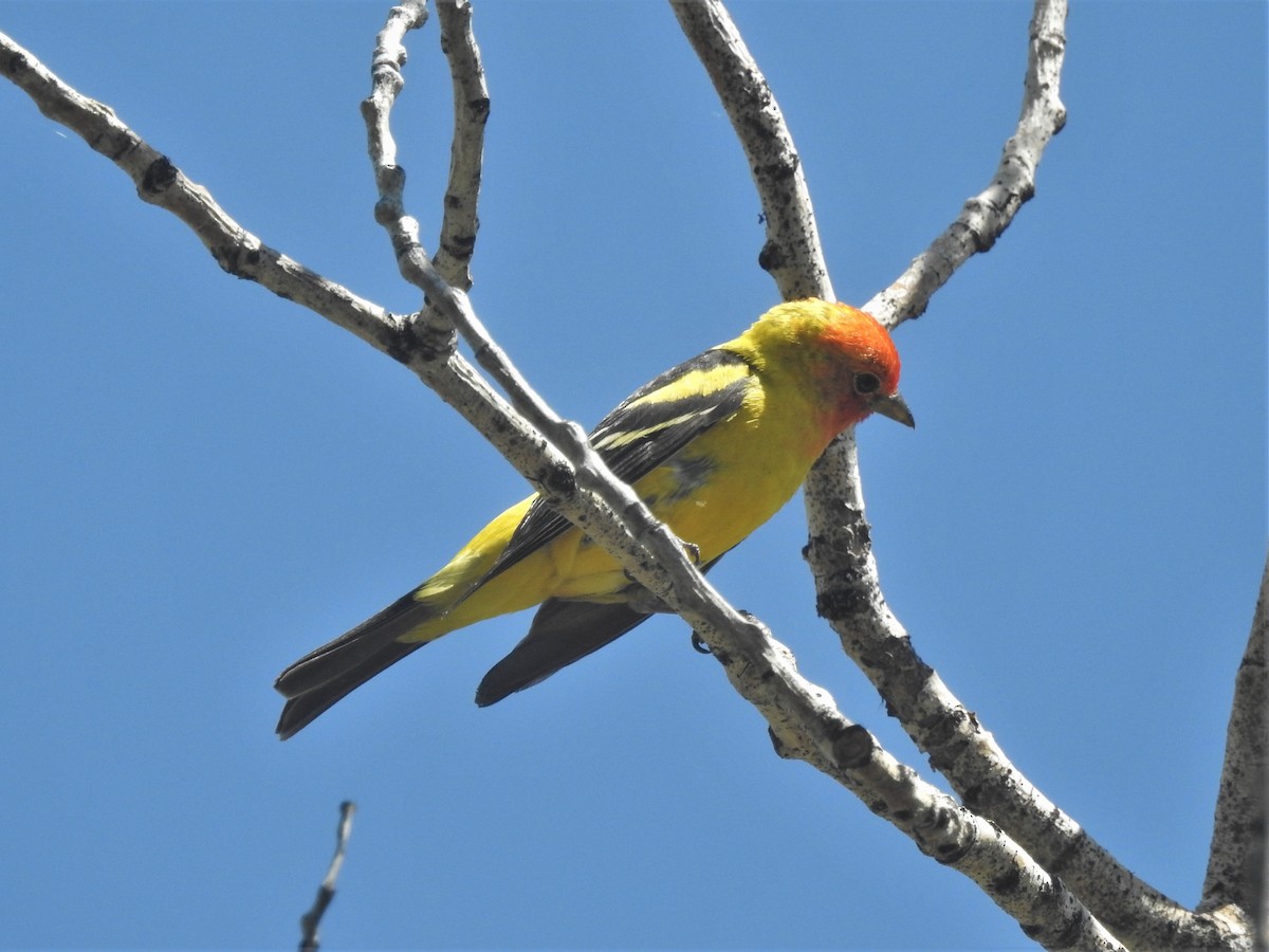 Western Tanager - ML354871781