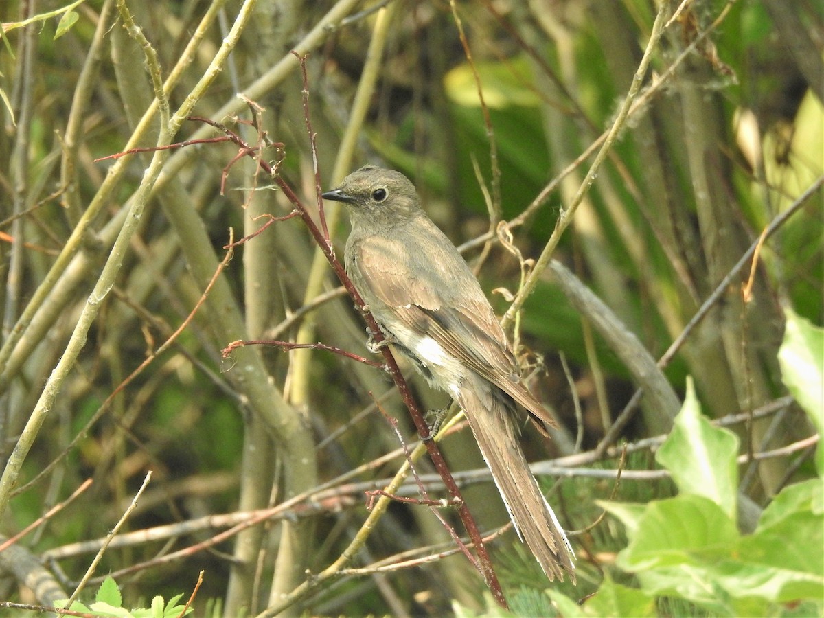 Townsend's Solitaire - ML354871901