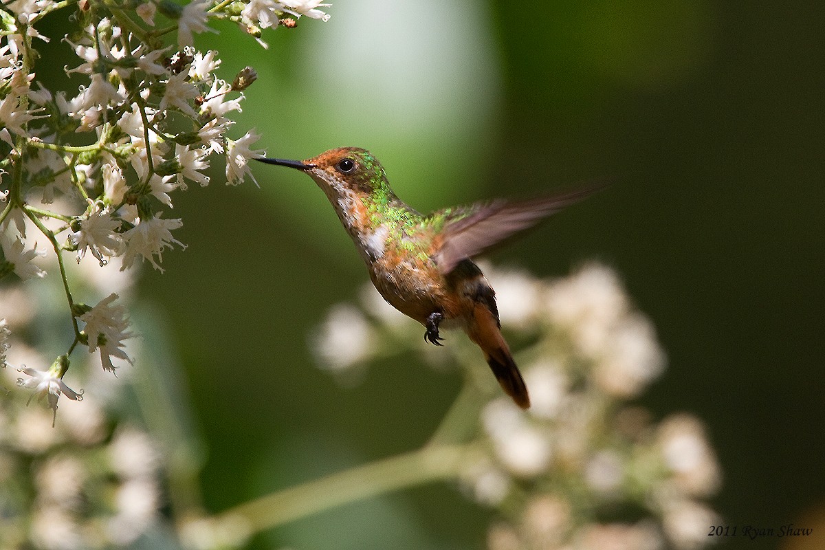 Short-crested Coquette - ML35487621