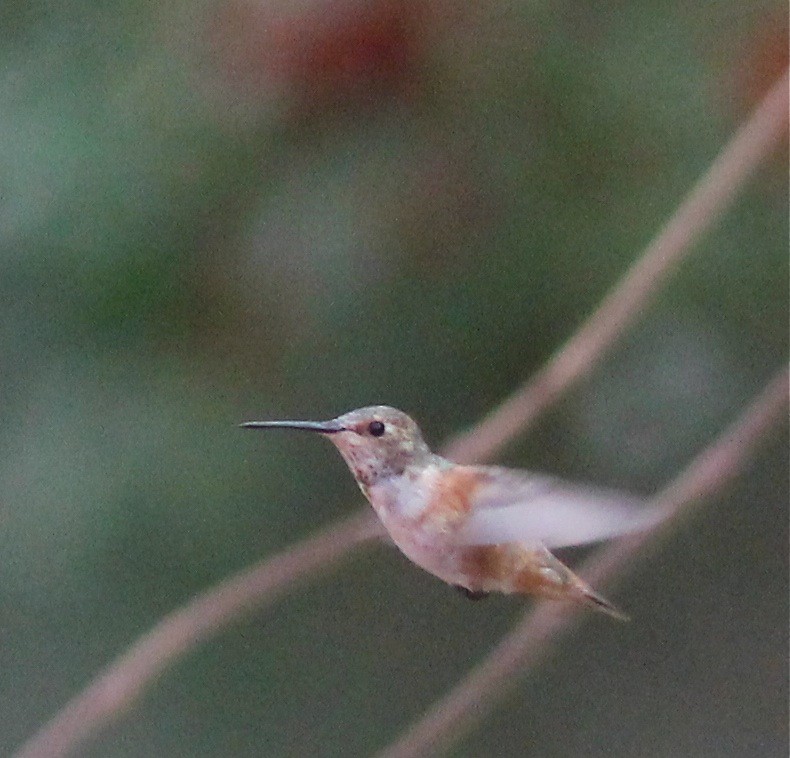 Allen's Hummingbird - Dave Czaplak