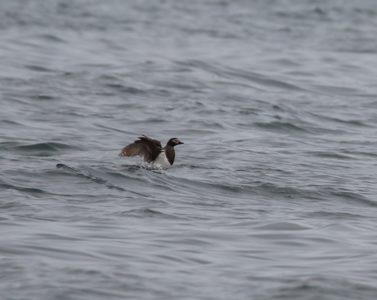 Long-tailed Duck - ML354879391