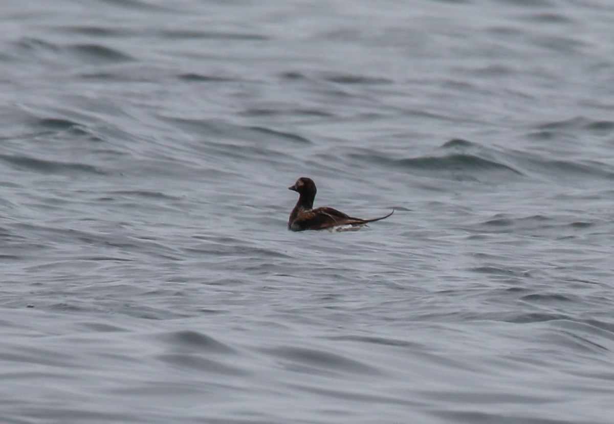 Long-tailed Duck - ML354879411