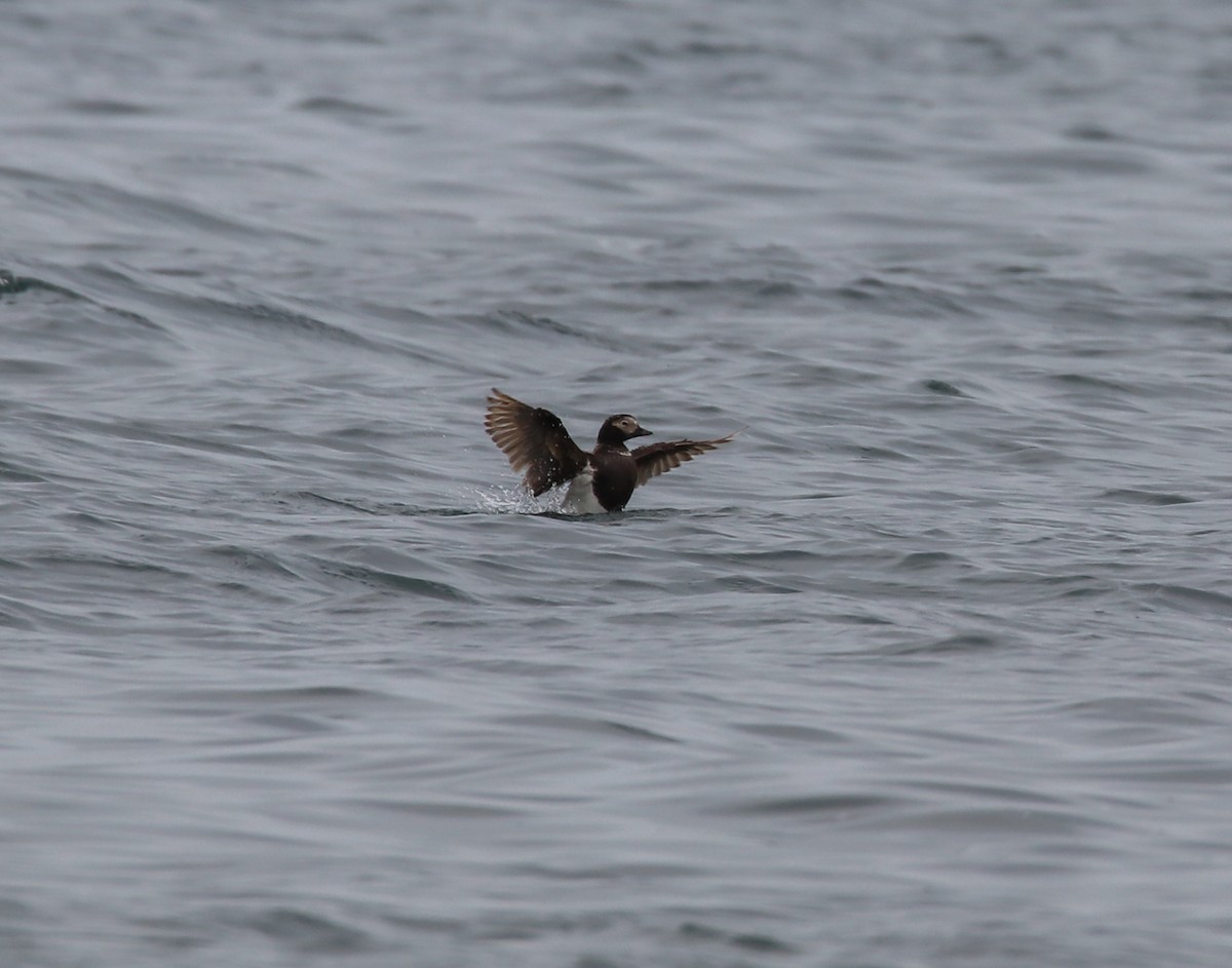 Long-tailed Duck - ML354879421
