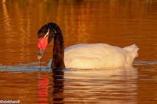 Black-necked Swan, ML354881481