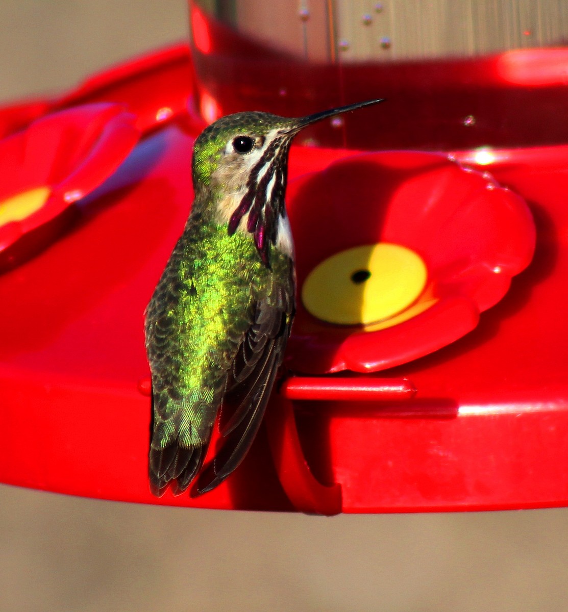 Calliope Hummingbird - ML35488391