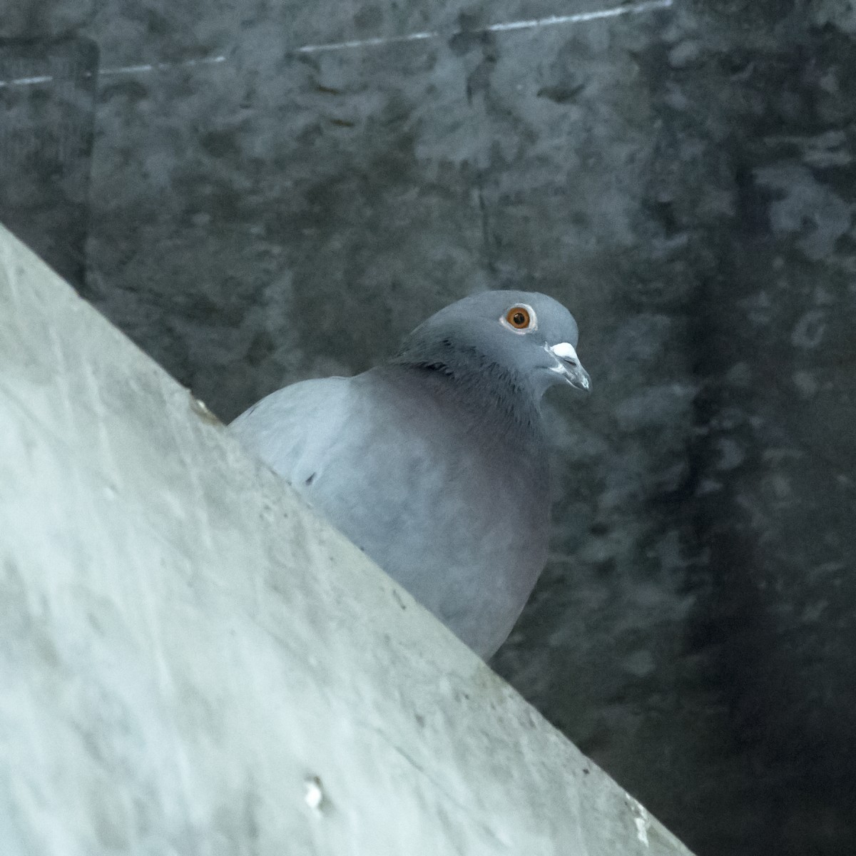 Rock Pigeon (Feral Pigeon) - ML354891671