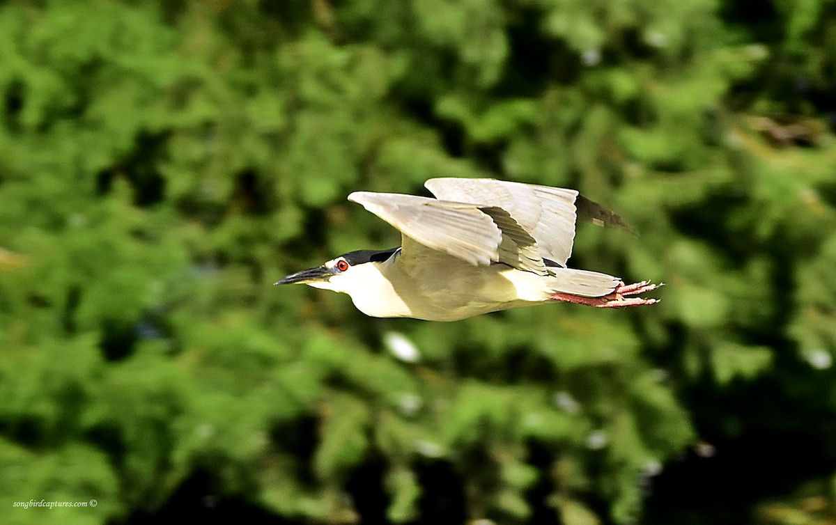 Black-crowned Night Heron - Candace Casey