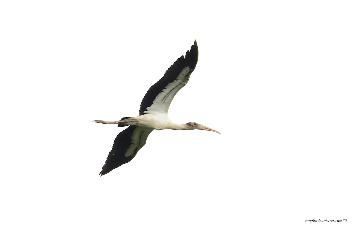 Wood Stork - Candace Casey