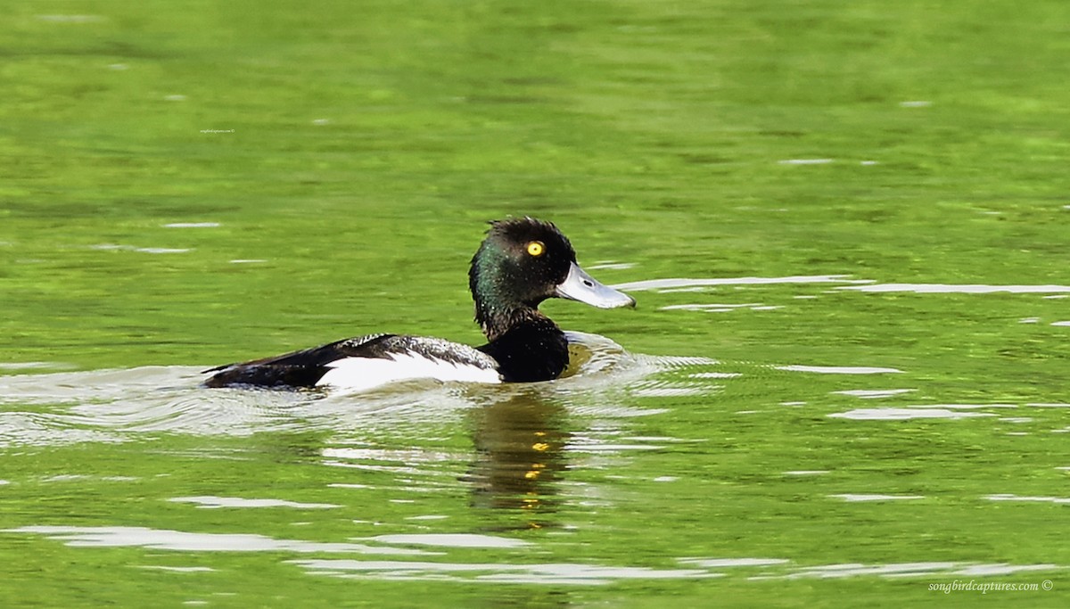 Greater Scaup - ML354898011
