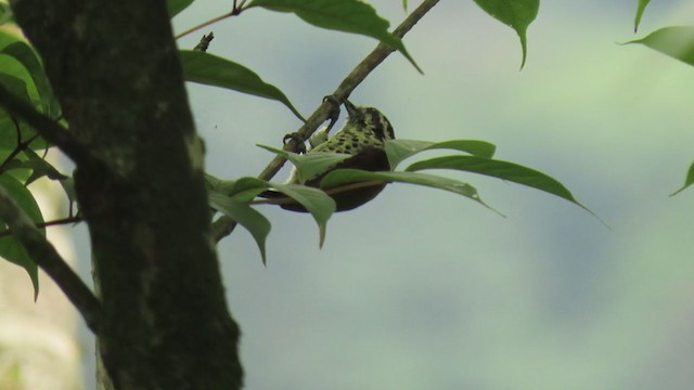 Speckled Piculet - ML354900831