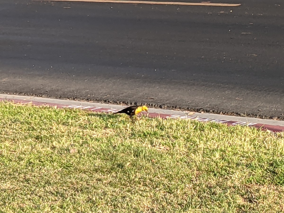 Yellow-headed Blackbird - ML354901241