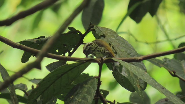 Speckled Piculet - ML354901801
