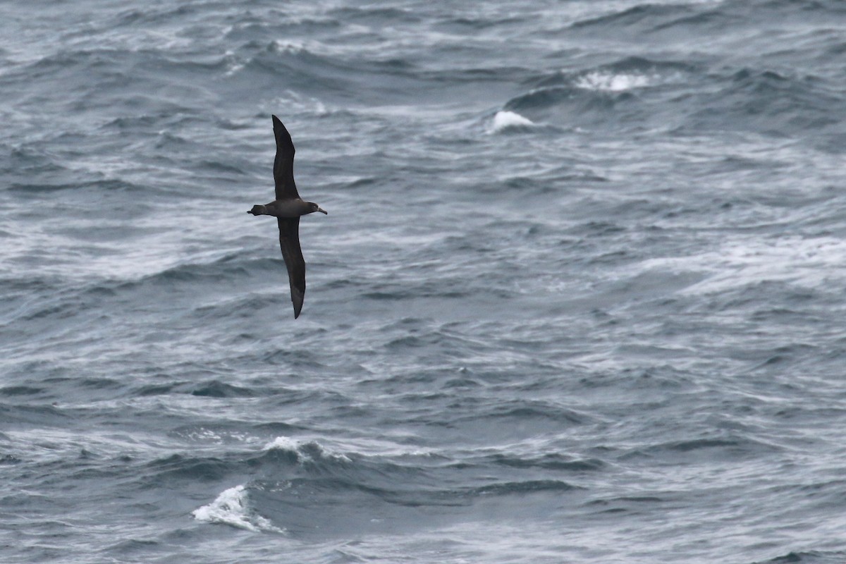 Black-footed Albatross - Cameron Eckert