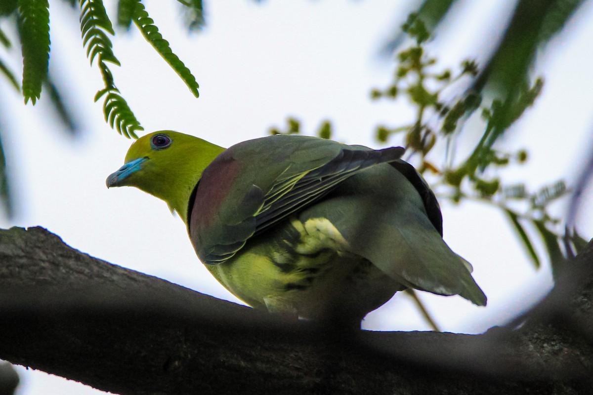 Wedge-tailed Green-Pigeon - ML354905091