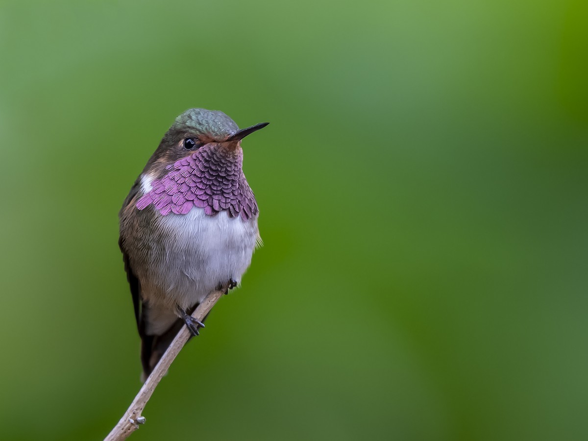 Volcano Hummingbird - ML354908021