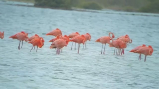 Amerika Flamingosu - ML354910861