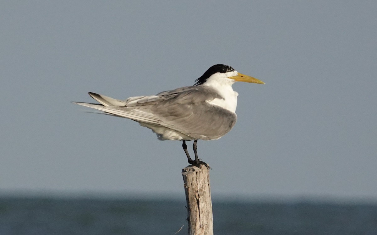 Great Crested Tern - ML354912041