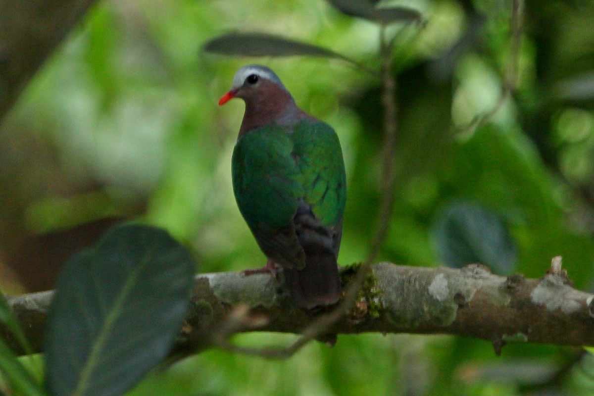 Asian Emerald Dove - ML354913911