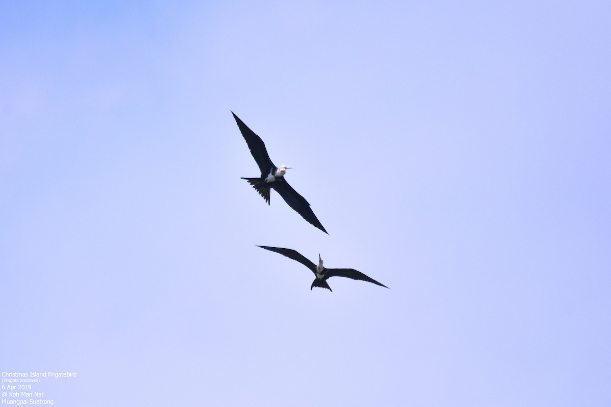 Christmas Island Frigatebird - Muangpai Suetrong