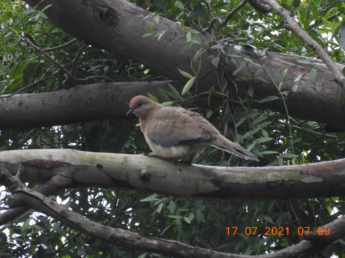 Laughing Dove - ML354925021