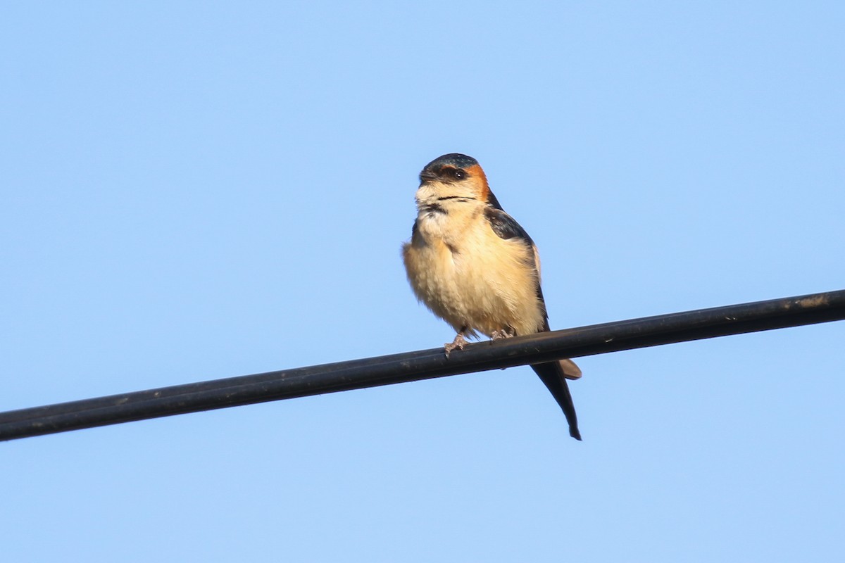 Red-rumped Swallow - ML354925841