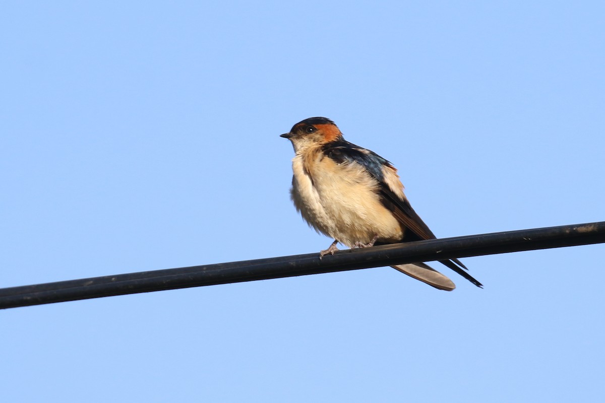 Red-rumped Swallow - ML354925851