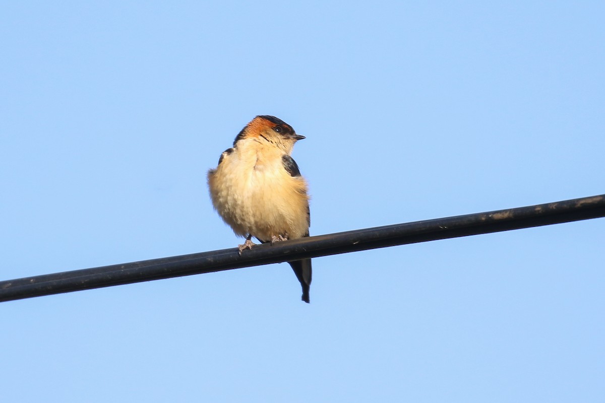 Red-rumped Swallow - ML354925881