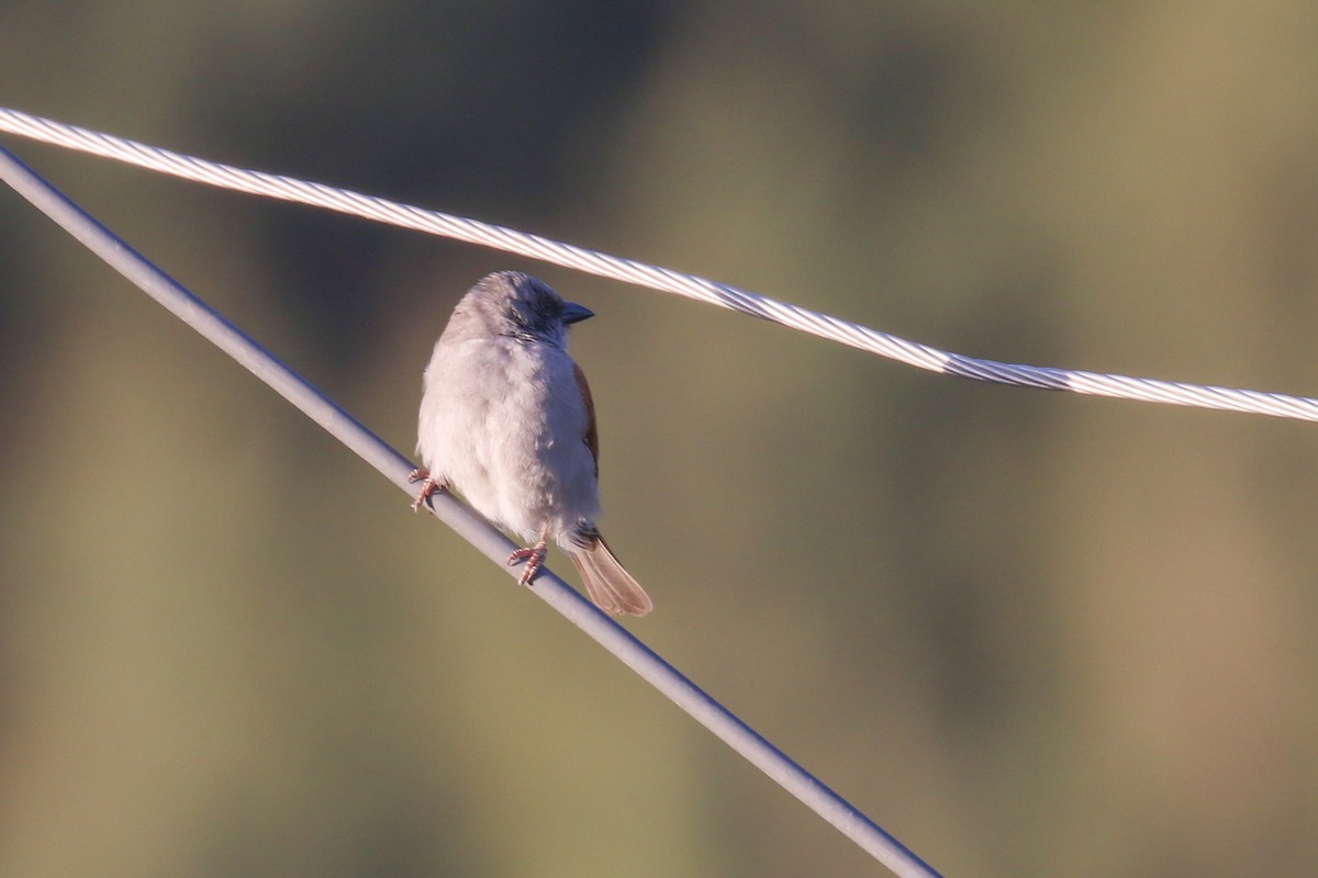 Northern Gray-headed Sparrow - Fikret Ataşalan