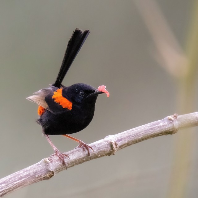 Male performing apparent "petal display." - Red-backed Fairywren - 