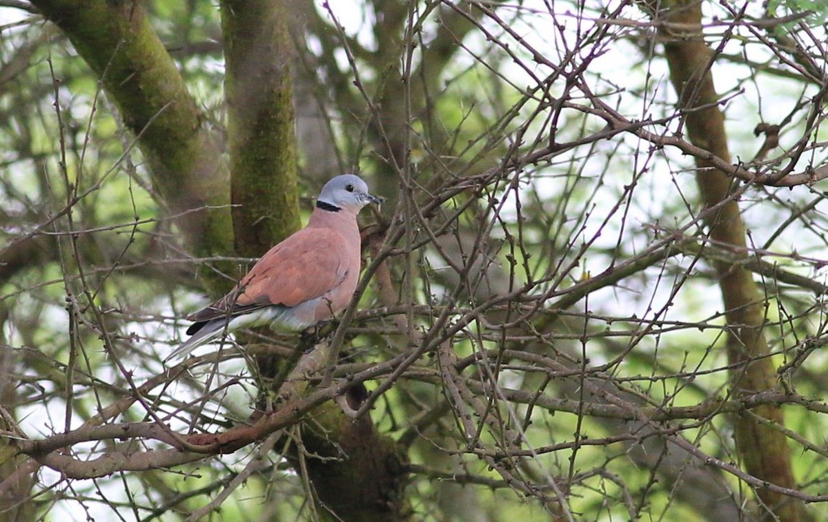 Red Collared-Dove - ML354935401