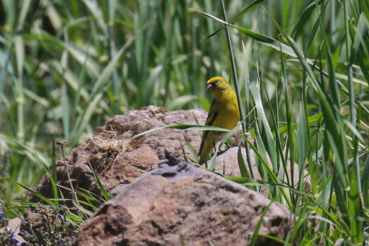 Yellow-crowned Canary - Fikret Ataşalan