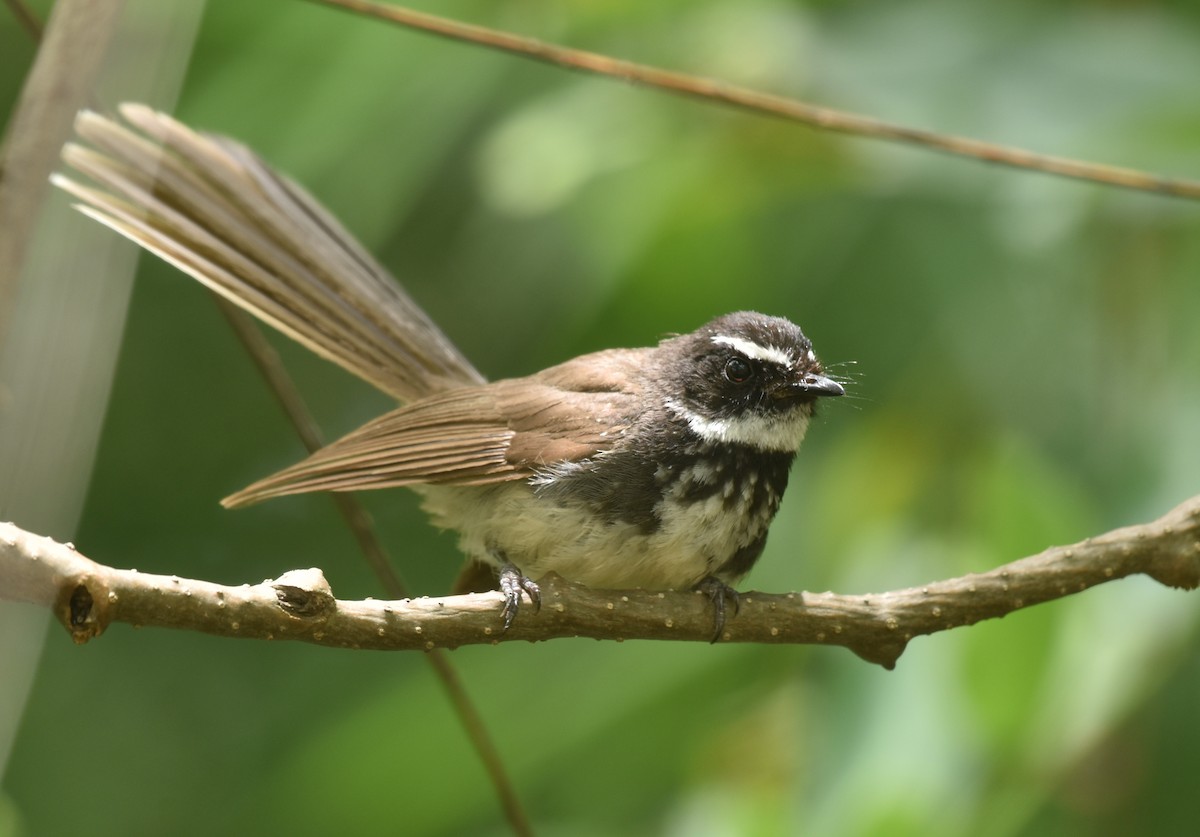 Spot-breasted Fantail - ML354938531