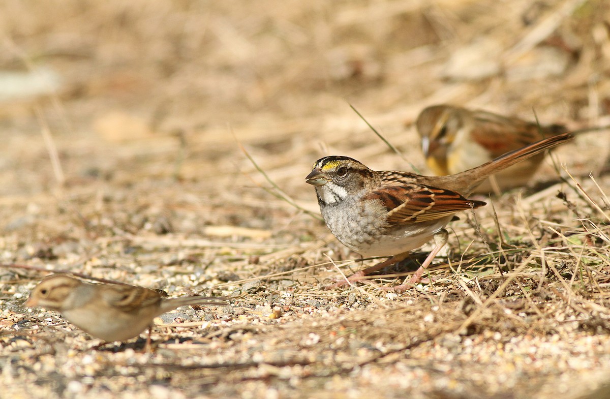White-throated Sparrow - ML35494371