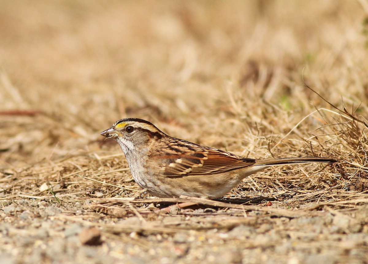 White-throated Sparrow - ML35494481