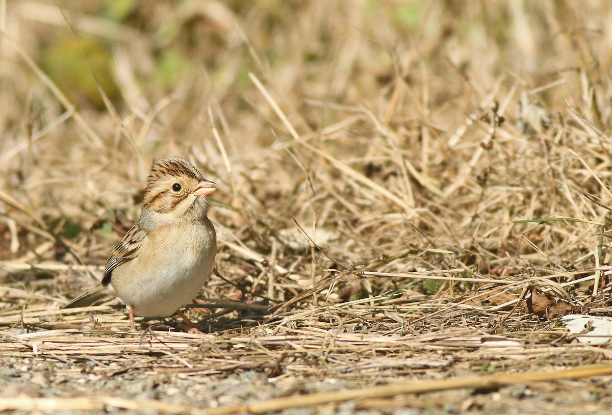 Clay-colored Sparrow - ML35494531