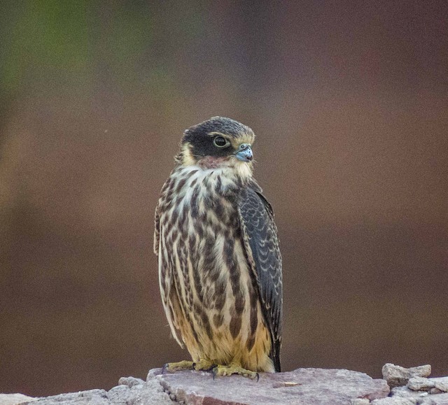 Juvenile (subspecies <em class="SciName notranslate">subbuteo</em>). - Eurasian Hobby - 