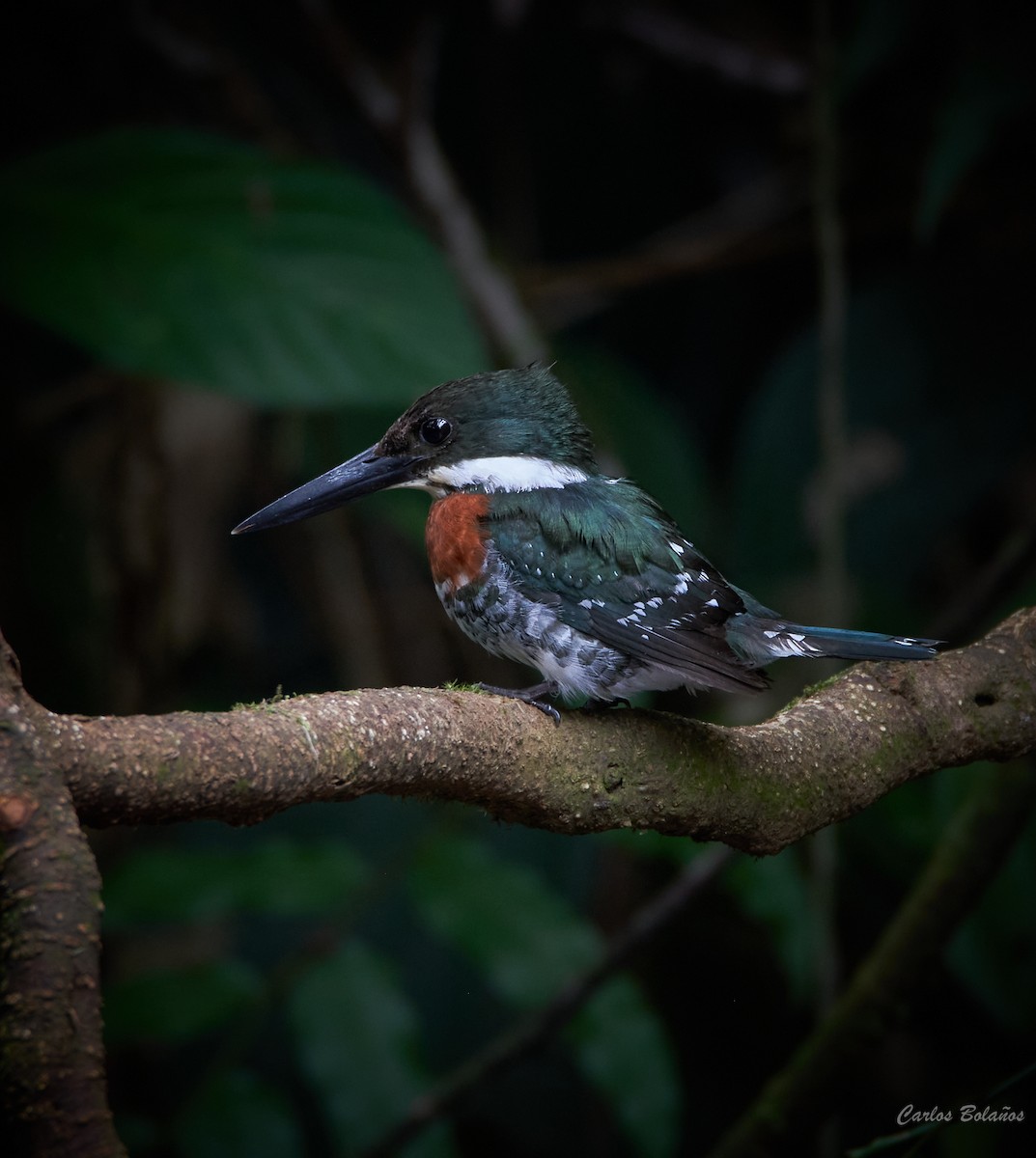 Green Kingfisher - Carlos  Bolaños