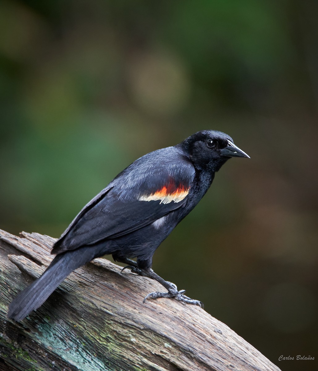 Red-winged Blackbird - Carlos  Bolaños