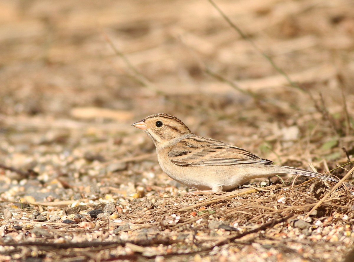 Clay-colored Sparrow - ML35494651