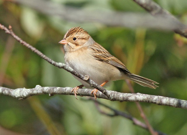 Clay-colored Sparrow - ML35494661