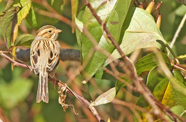 Clay-colored Sparrow - ML35494841